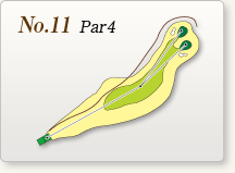 No.11 Par4